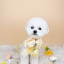 사르르몽몽 이미지