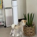 인물나개 이미지