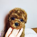 아이러브독 서초점 이미지