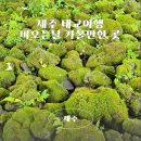 소길별장 | 제주 태교여행 3박4일 비오는날 가볼만한 곳_이끼숲소길, 포도뮤지엄, 중문별장, 사려니숲길