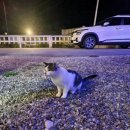 춘천남이섬애견가족전원마을펜션 이미지