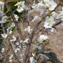 병아리펜션 이미지