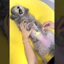 개귀여워 이미지