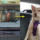 길종합동물병원 이미지