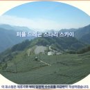 유정카서비스 | 자이 여행객 필독! 퍼플 드래곤 스타리 스카이 호텔 추천 &amp; 솔직 후기