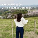 거성목장 | 서산 한우목장 벚꽃 4월 13일 개화상황 주차 산책코스 실시간 후기