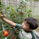 텃밭 마지막 방울 토마토 수확 🍅 이미지