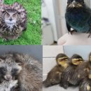 광주광역시 야생동물구조관리센터 이미지