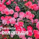 캐칭덕 화명점 | [부산 화명] 장미공원 실시간 개화상황 주차