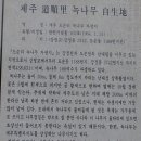 제주 도순리 녹나무 자생지 이미지