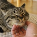 레오그루밍 이미지