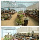 싱싱다육그린원 이미지