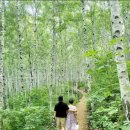 자작나무힐 이미지