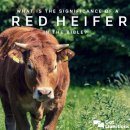 🚨 붉은 암송아지 Red Heifer 이미지