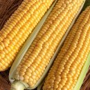 노란옥수수 이미지