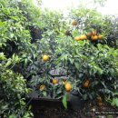 중문탐라만찬 이미지