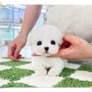 인천강아지분양 멍그레 | 인천강아지분양 말티푸 입양했던 후기