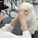 마리애견미용