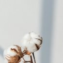 화이트빌리 이미지