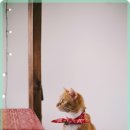 행운동물병원 이미지