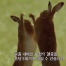 알통떡강정 이미지