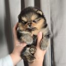 개츠비 켄넬 이미지