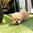 해피애견타운 강아지고양이 논산점 | 남양주강아지분양 해피애견타운 에서!