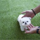 야옹아 멍멍해봐 강아지고양이 평택점 이미지