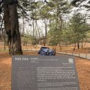 관음송 | 영월 청령포 후기｜단종 유배지 입장료 배 타는 법 관음송까지 정리