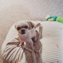 독한마캣 이미지