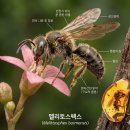 대륙붕 | 생명의 탄생과 진화 (40): 백악기의 무척추동물