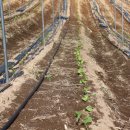 하늘농장1 이미지