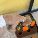 mm애견공방 | 우리집 형제들의 행복한 하루, 잠실 MM애견공방 후기