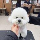 김포에이스애견미용학원