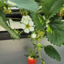 용내길 | [경기도 안성] 딸기 좋아하면 무조건 가볼 곳 '안성딸기힐링팜' 리뷰