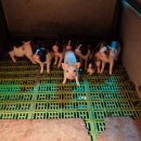 돼지보러오면돼지 이미지