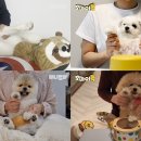 오마이댕댕이