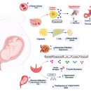 D00508 | 임신 중 당뇨의 관리와 치료(Management of diabetes in pregnancy)