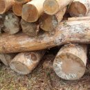 황토와소나무 이미지