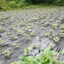 삿갓농장 이미지