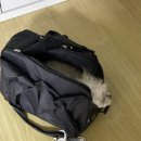 24시알파동물메디컬센터