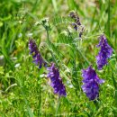 벳지[Fabaceae (콩과) ＞ Vicia (나비나물속) ＞ villosa (벳지)] 이미지