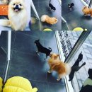 미사마이펫 이미지