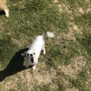 힐링독파크 이미지