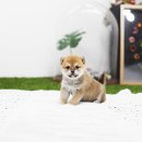 일산강아지분양 라펫 이미지