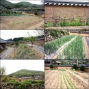 야유당(野遺堂) 이미지