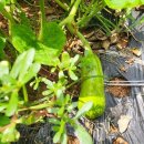 연희 농장 이미지