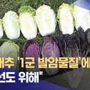 중국 배추 '1군 발암물질' 포름알데히에 '풍덩'‥"신선도 위해" (2026.08.24/뉴스투데이/MBC) 이미지