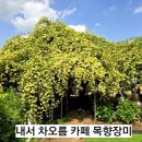 차오름 비어엔커피 | 부산 근교 경남 최고 목향장미 명소 창원 내서 차오름 카페 꼭 가봐야 할 이유 개화상황 절정시기