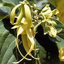 일랑일랑 이미지